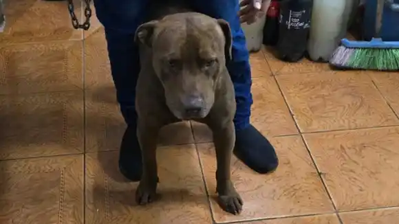 Adolescente de 14 años atacado por un pitbull en Rosario: recibió ocho puntos en una pierna