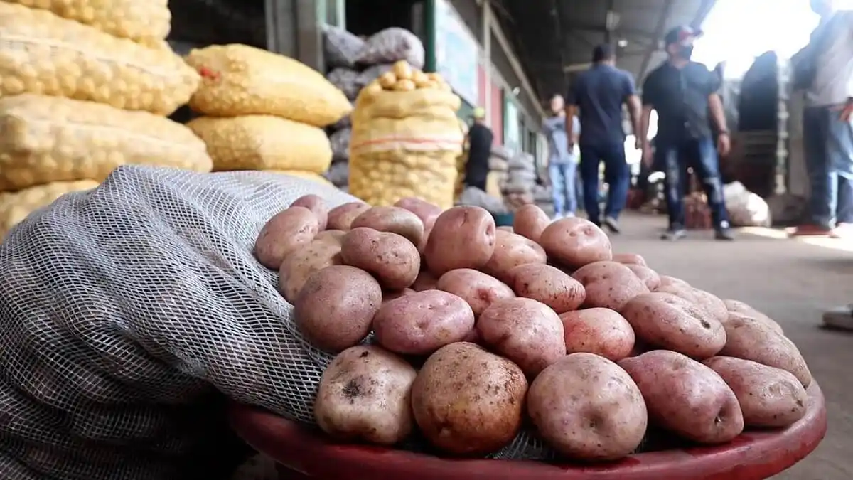 ¡LITERAL! Se acaba la papa en Venezuela: hay menos de 10 mil hectáreas sembradas