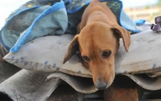 Horror: en un refugio de perros, masacraron 37 mientras dormían