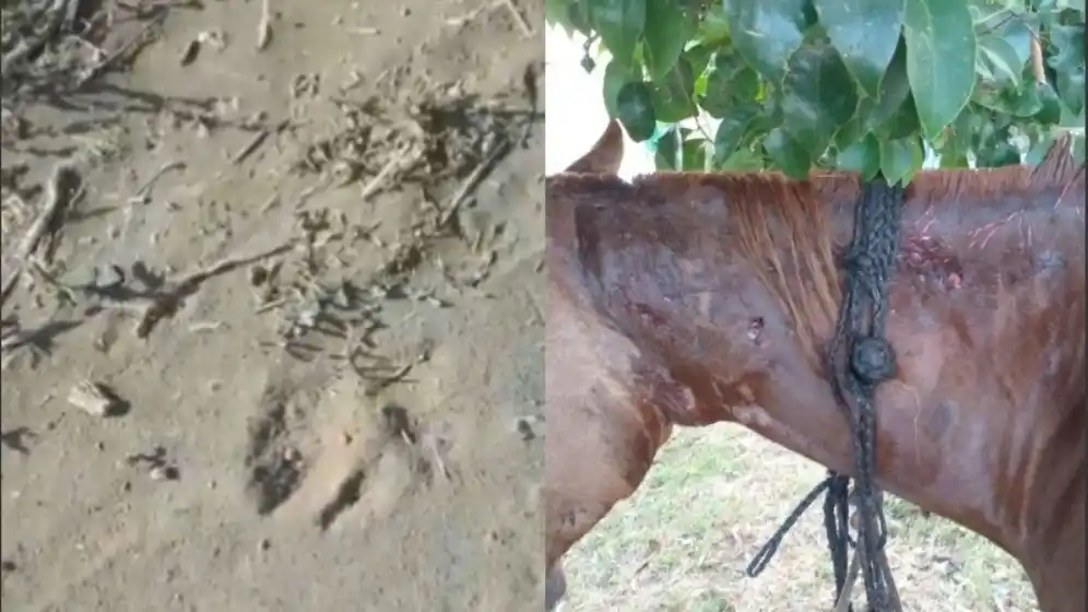 Buscan a un puma que fue visto en la zona de Alvear y Pueblo Esther