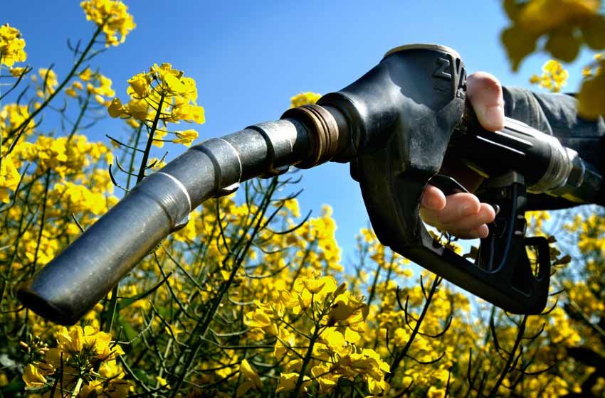 Productores de biodiesel aseguran que perderán rentabilidad