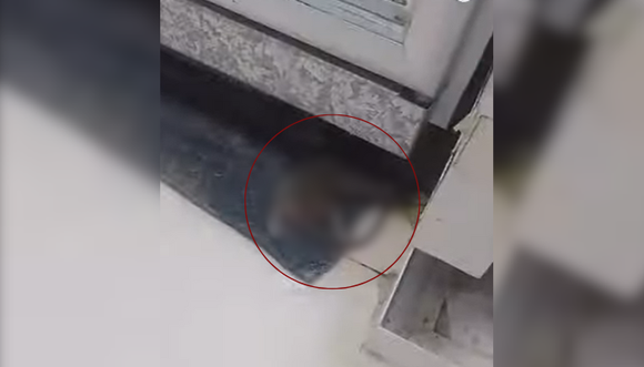 [VIDEO] Insalubre: una rata en medio de las góndolas de un supermercado