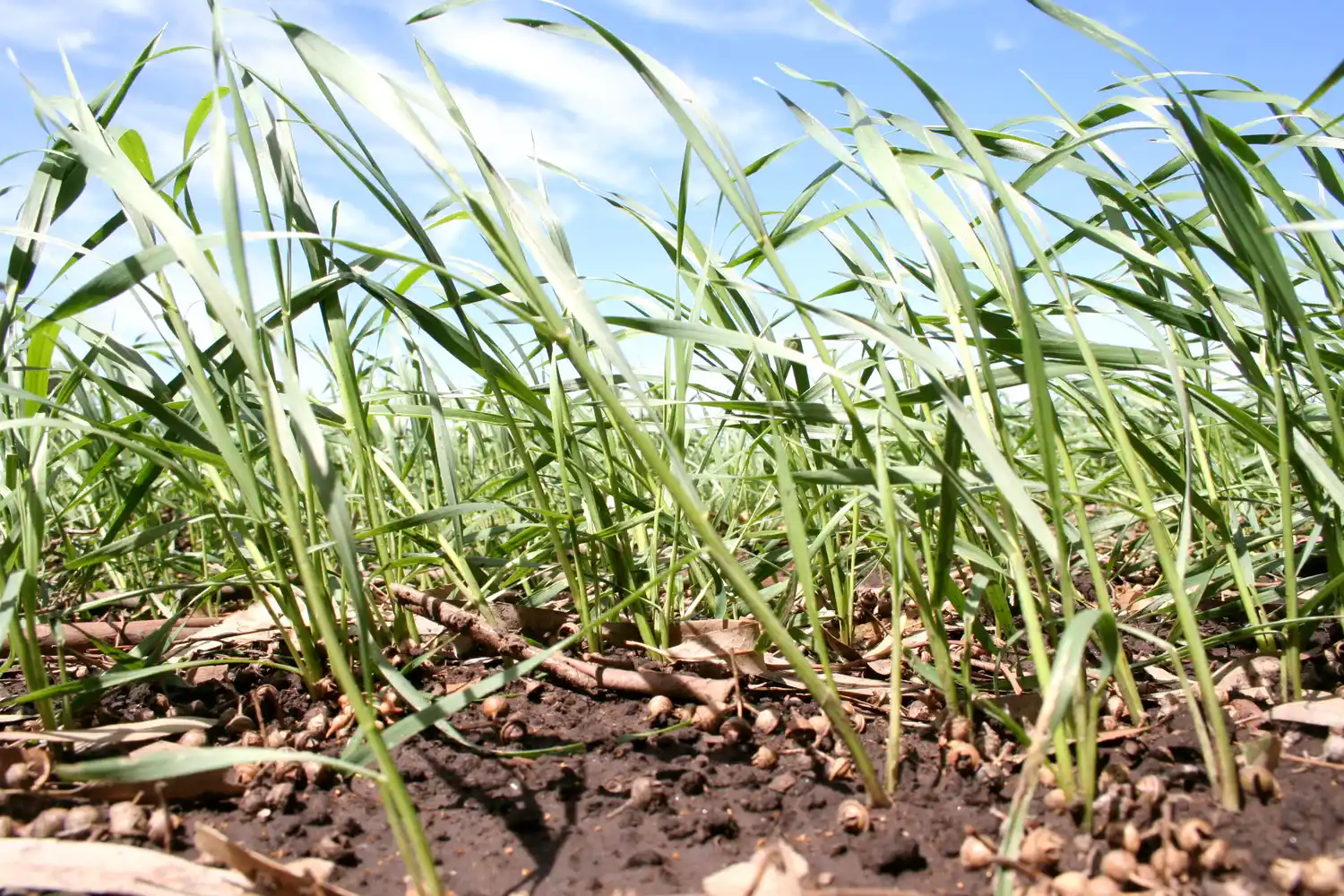 La baja refertilización impactará en la calidad del trigo