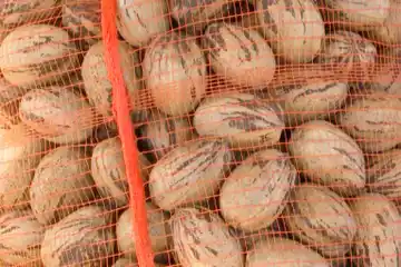 Nuez pecán: verificaron la primera exportación de Entre Ríos a China