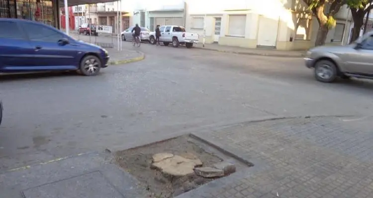 Cortaron un jacarandá de raíz y los vecinos protestaron
