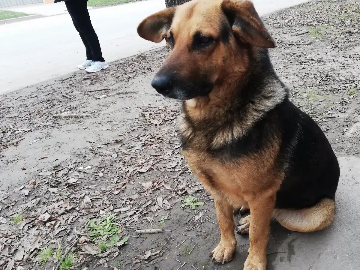 El domingo los perros festejarán su día