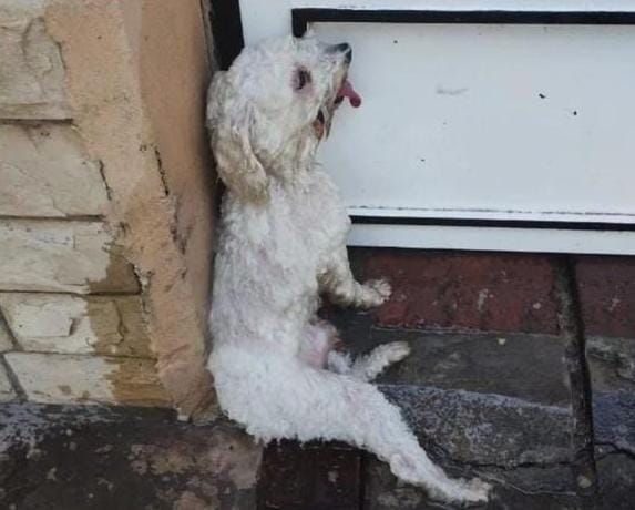 Tarde agobiante en San Pedro: cómo evitar el golpe de calor en los animales