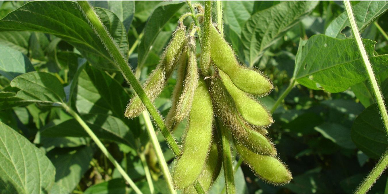 Biológicos + fertilizantes tradicionales: una dupla que promete