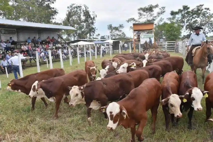 “Formosa se convirtió en una de las provincias de mayor crecimiento en el sector ganadero”