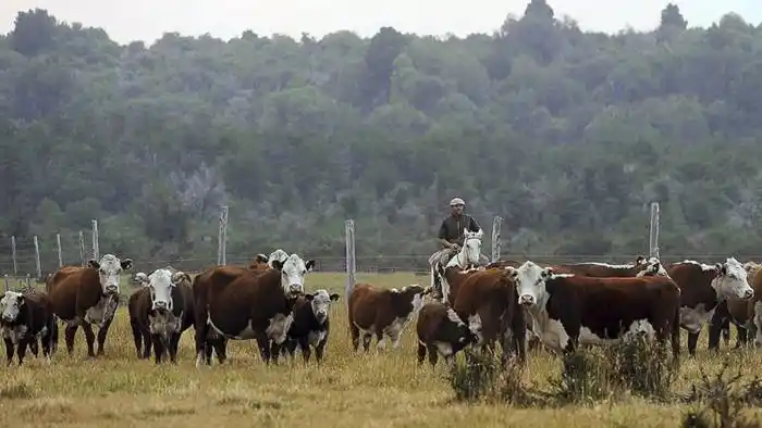 Pequeños productores comercializan su hacienda con remates en plataformas virtuales