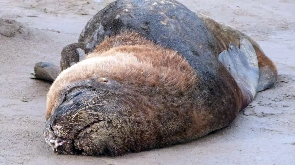 Influenza Aviar: encargos ante la muerte de lobos marinos