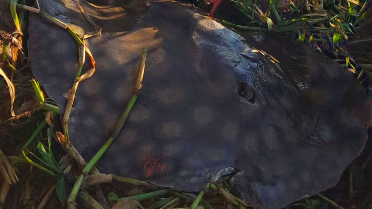 Video: pescaron una enorme raya de más de 120 kilos en Puerto Reconquista 