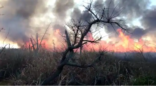 Los bomberos salvaron unas viviendas amenazadas por un incendio de pastizales