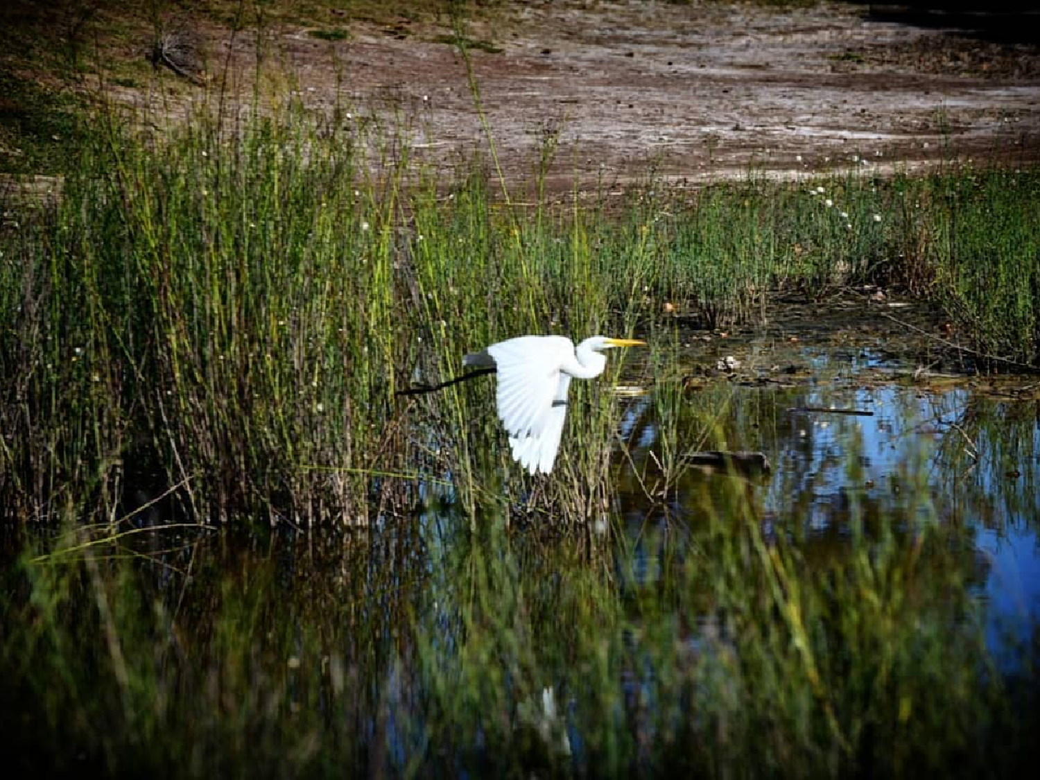 La fauna en el Parque Cincuentenario