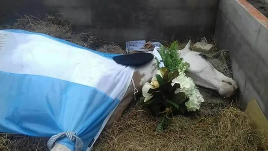 Polémica: el video de la muerte de un caballo durante una fiesta de doma