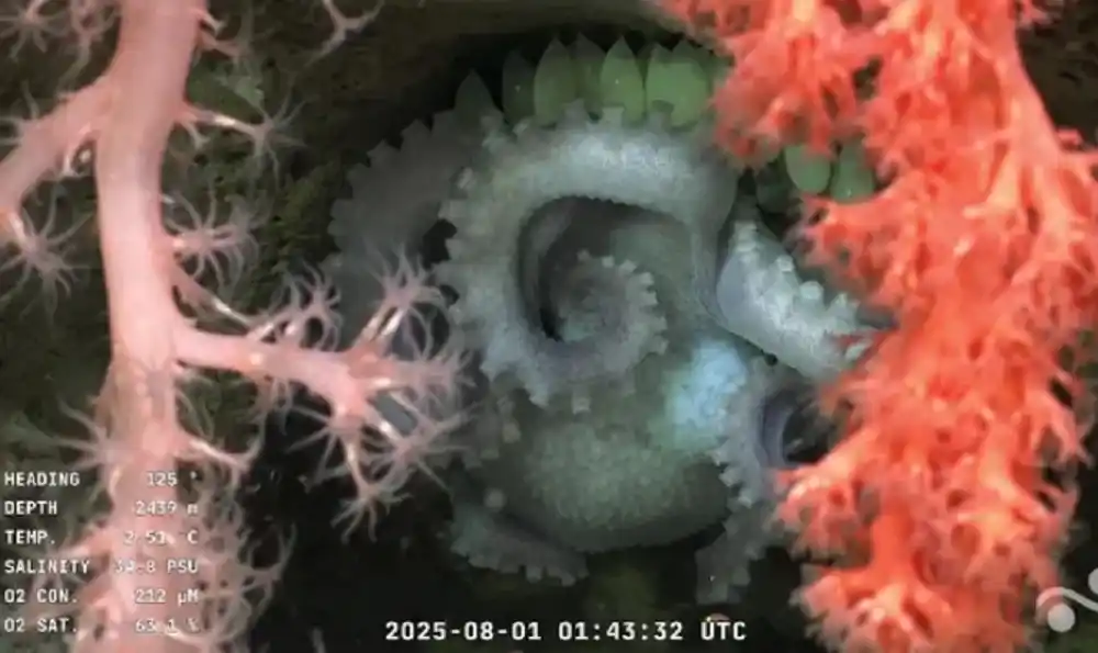 Imágenes captadas por expedición “Underwater Oases of Mar Del Plata Canyon: Talud Continental IV”