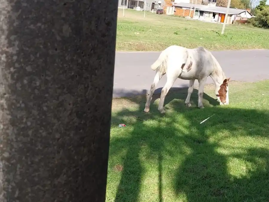 Caballo suelto en calle Benefactoras Sampedrinas