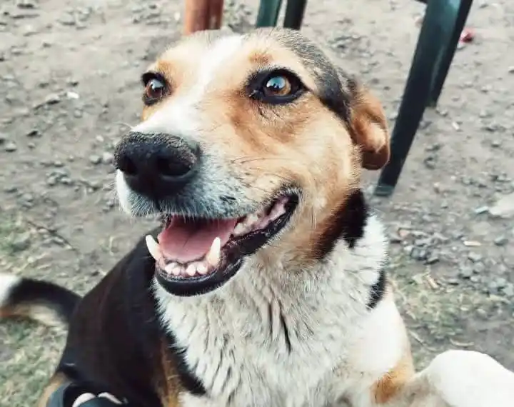 perra agredida en río tala