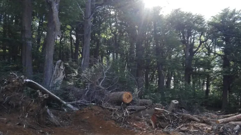 Multa millonaria: taló un bosque nativo para construir una pista de esquí