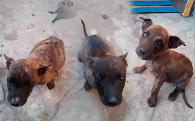 Abandonados: estos tres bombones buscan hogar