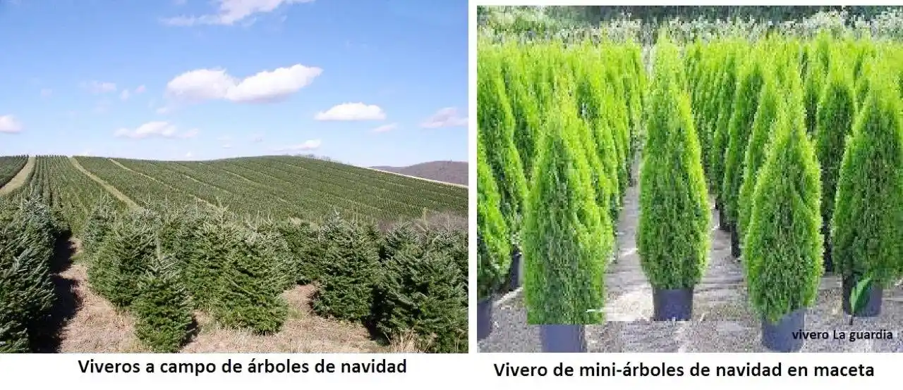 Árboles de Navidad, naturales⬦