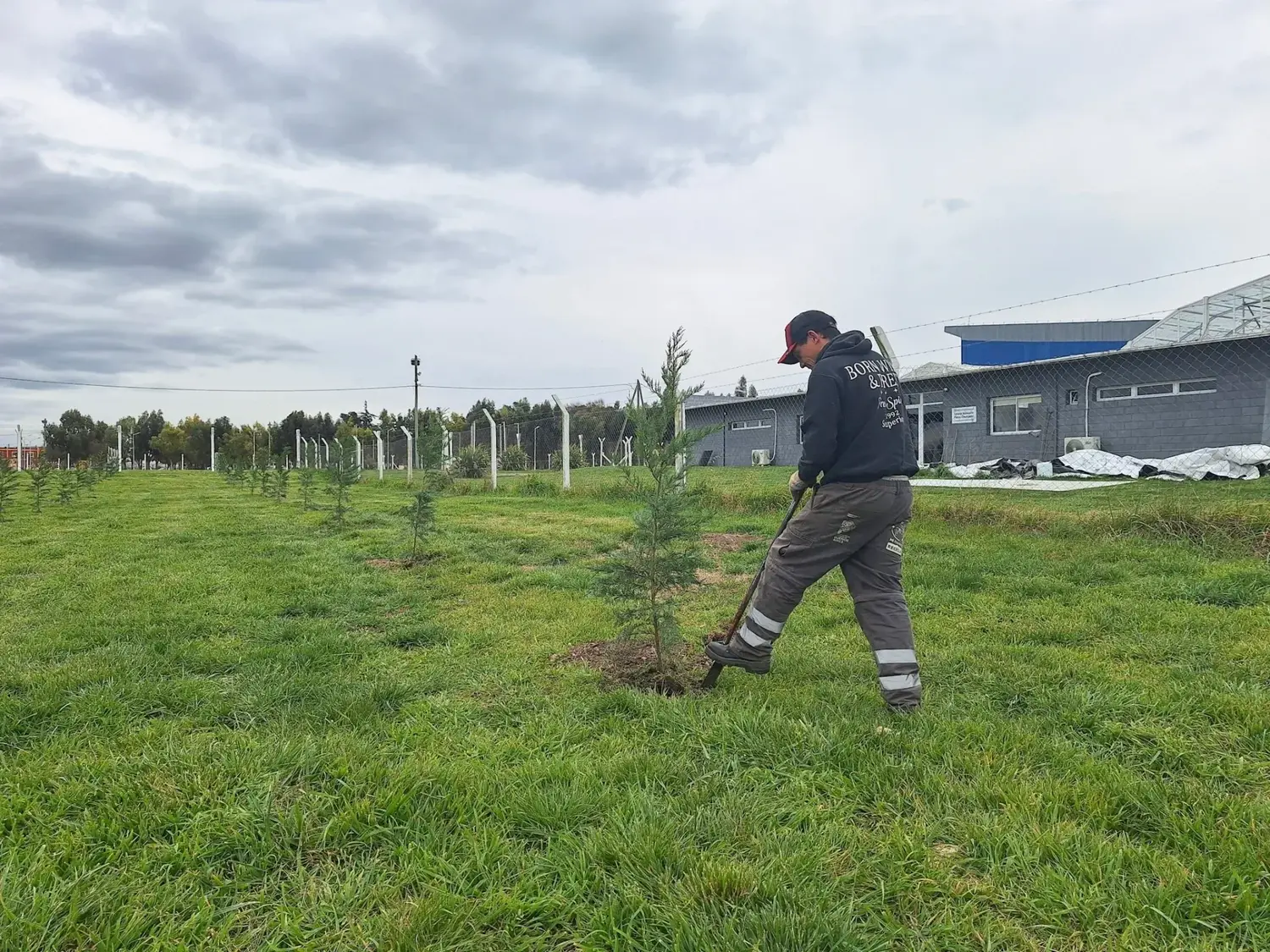 Se plantaron ejemplares de ciprés de Leyland y cotoneaster