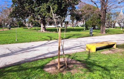 Recambio y reposición de árboles en distintos barrios de Villa Cañás