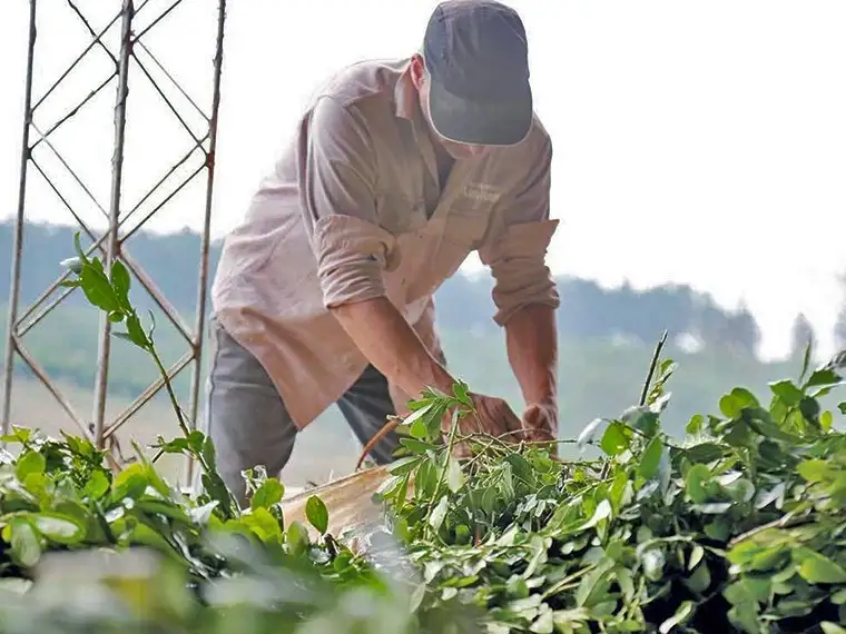 Trabajador rural