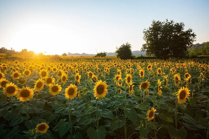 girasol
