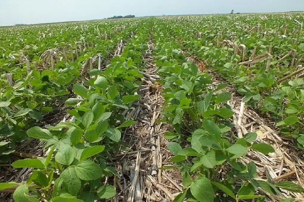 Alternativas de siembra sobre trigo en Entre Ríos