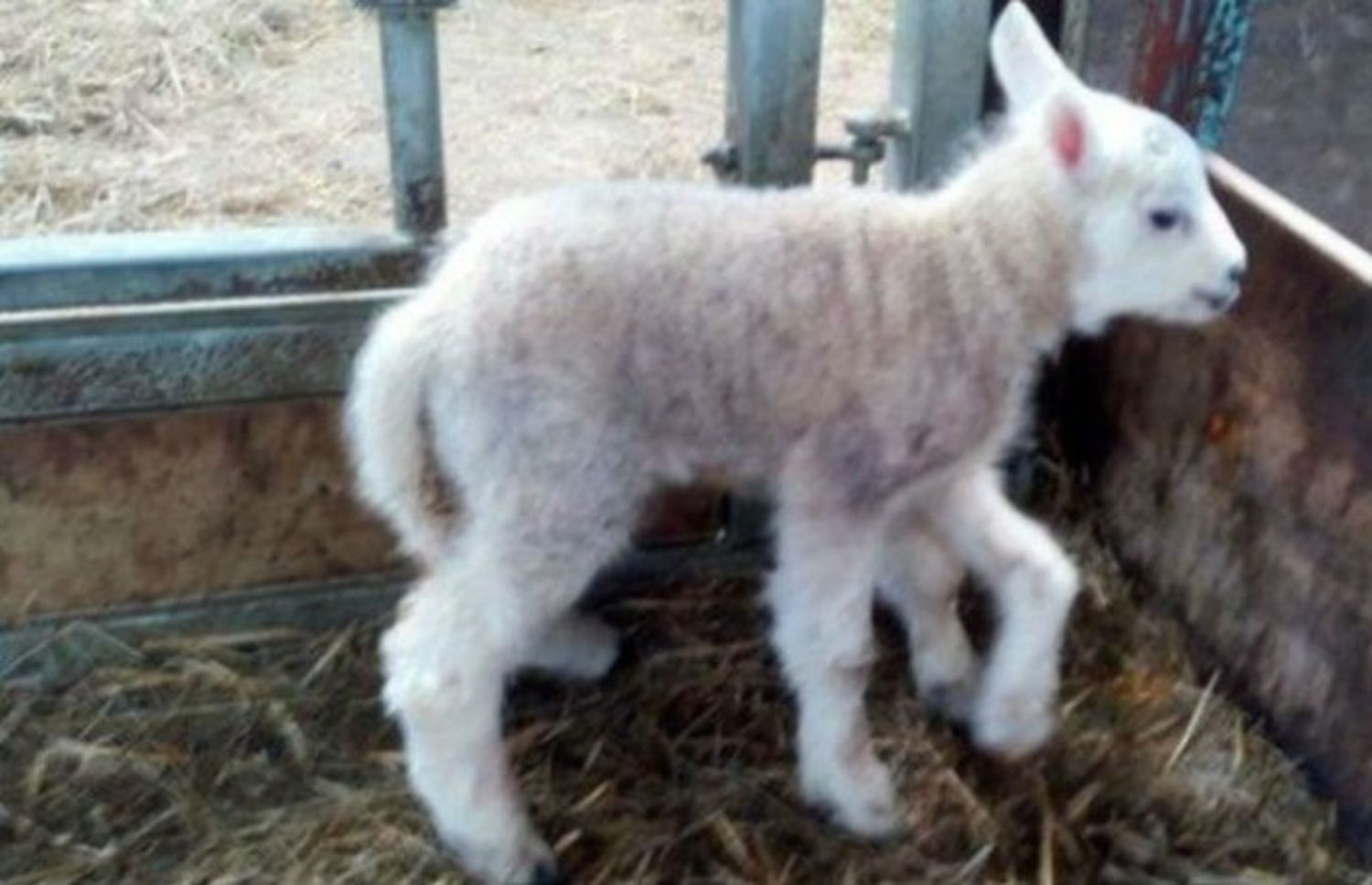 Nació un corderito con 5 patas