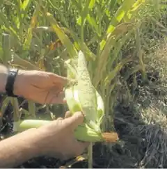 Las lluvias llegaron muy tarde para el maíz temprano, la mitad sigue regular a malo