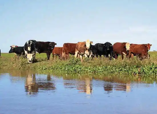 C. Otaegui: “La ganadería se ha complicado bastante por las inundaciones”