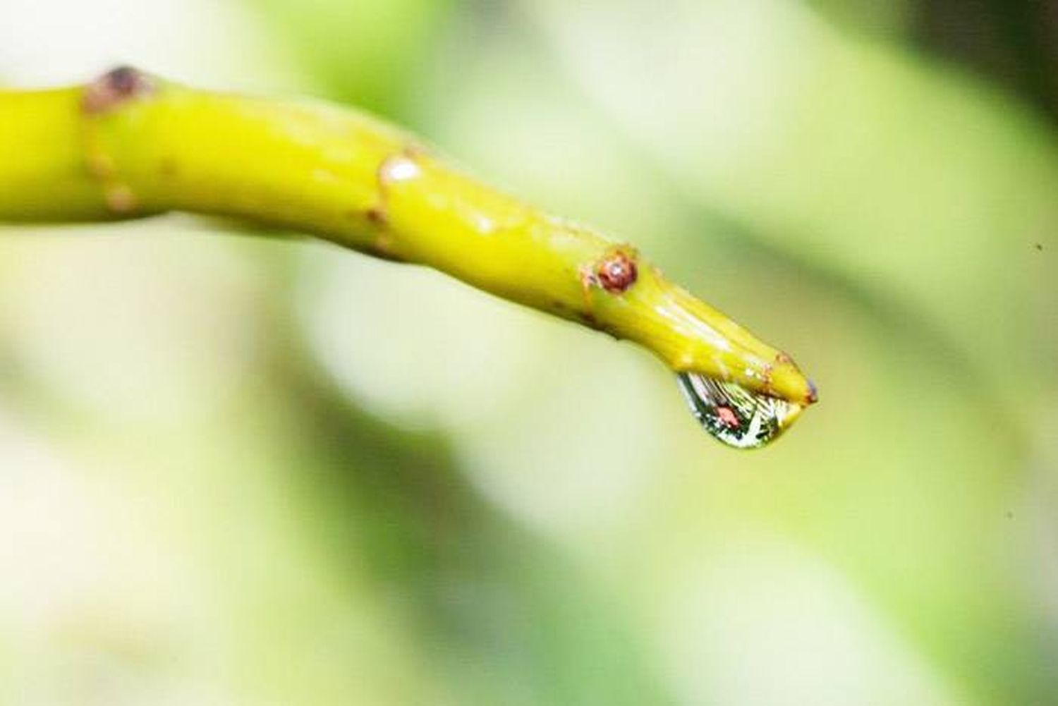 Ahora miden la transpiración de las plantas para evaluar las sequías  