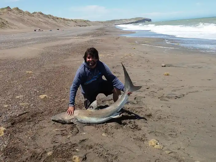 tiburones