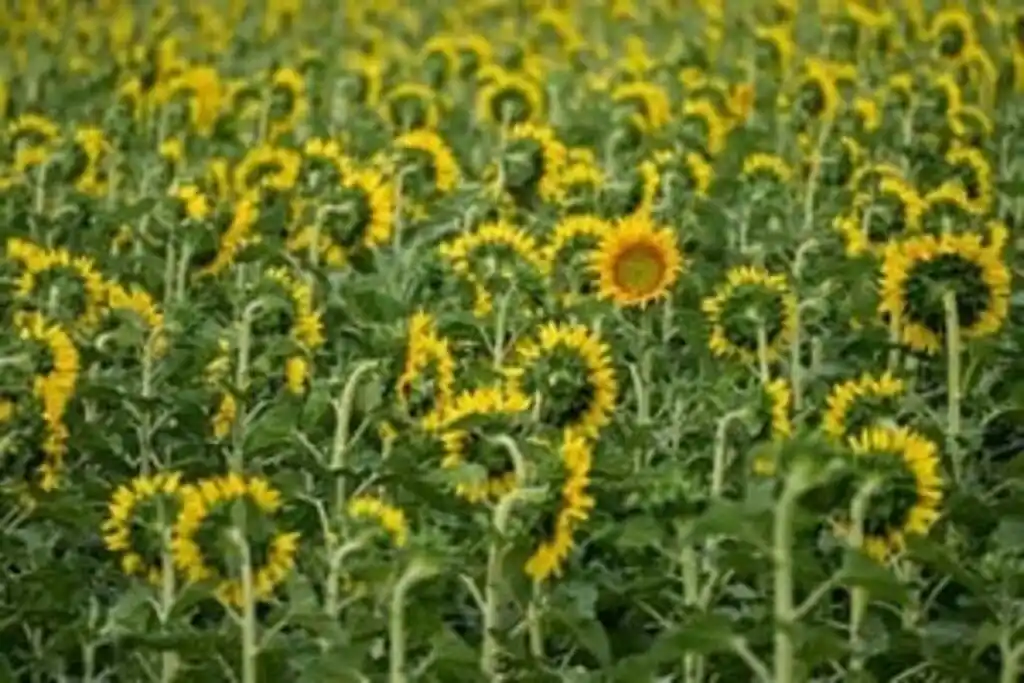 CRA también plantea la necesidad de revisar o eliminar distintos regímenes y cargas administrativas