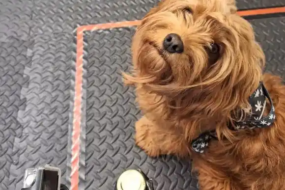 Los perros pueden oler el estrés humano y tomar decisiones más o menos optimistas