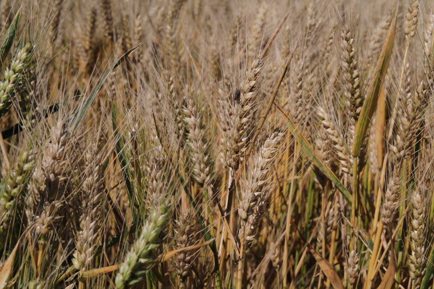 ¿Conviene hacer trigo?: el precio de los fertilizantes inclina la balanza hacia la soja
