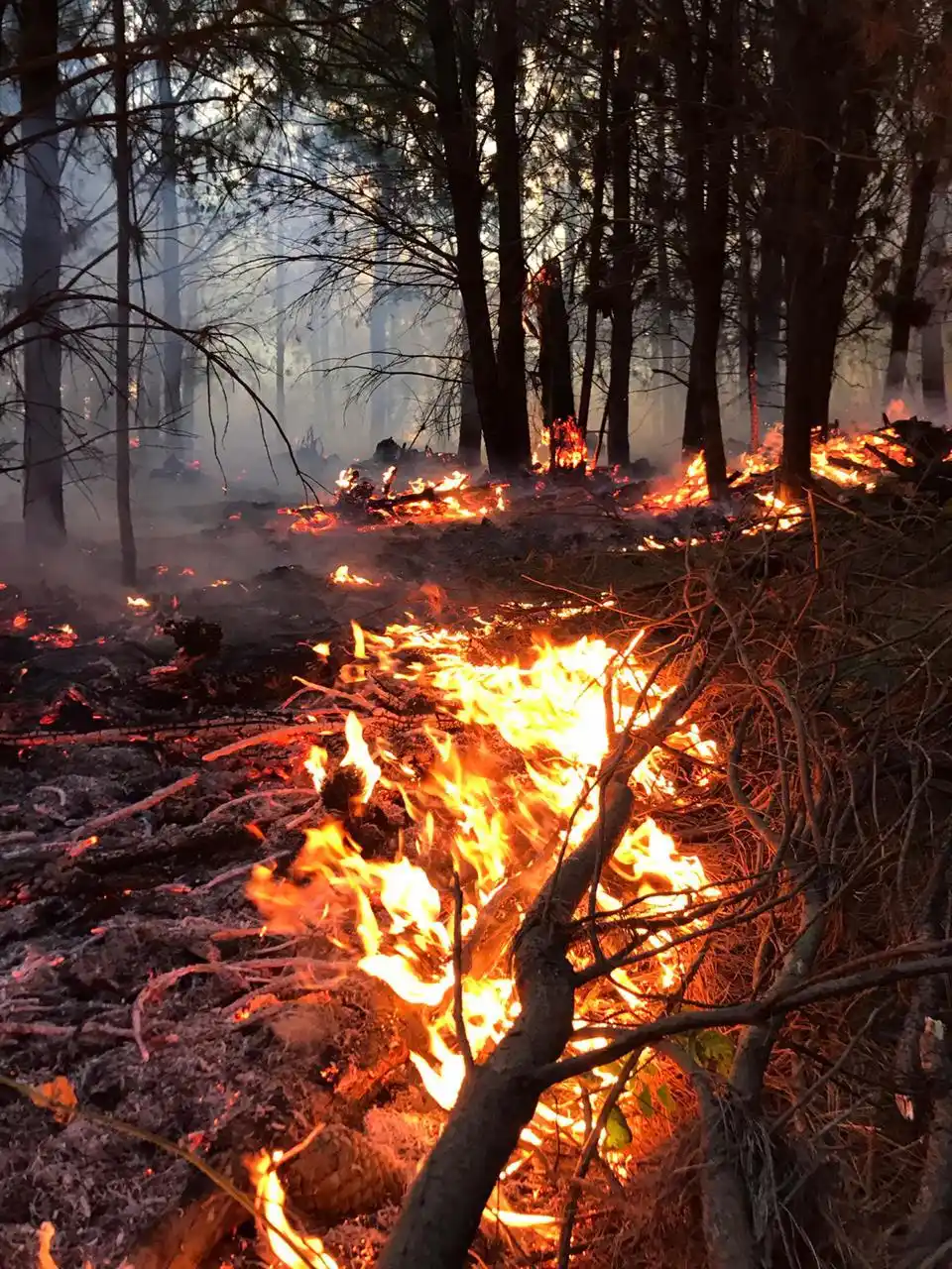 Pablo Sanchez y Diego Vinagre : Incendios en el Cerro Aguirre  |Cosas que pasan