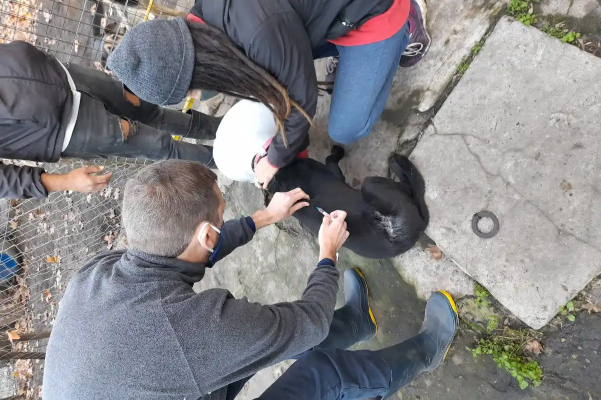 Vacunaron a más de un centenar de perros en Patitas
