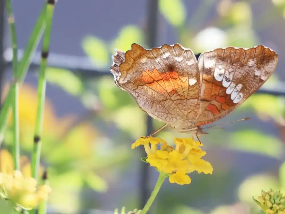 Jornada de avistamiento y reconocimiento de especies de mariposas