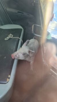 La policía encontró un chancho suelto en plena Avenida Avellaneda