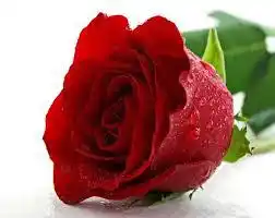 Prof. Leonilda Elhenoud. Su fallecimiento
