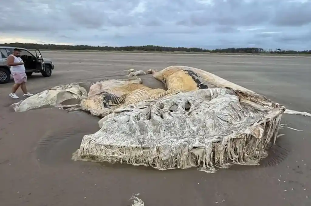 misteriosa criatura en costas británicas 2