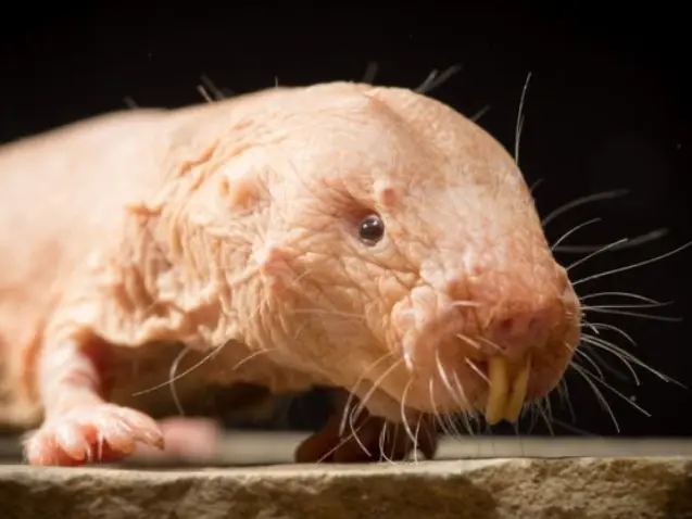 Descubren el secreto de la longevidad de la rata topo desnuda