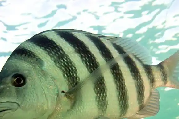 Capturó un pez y un peculiar detalle lo sorprendió: mirá las fotos