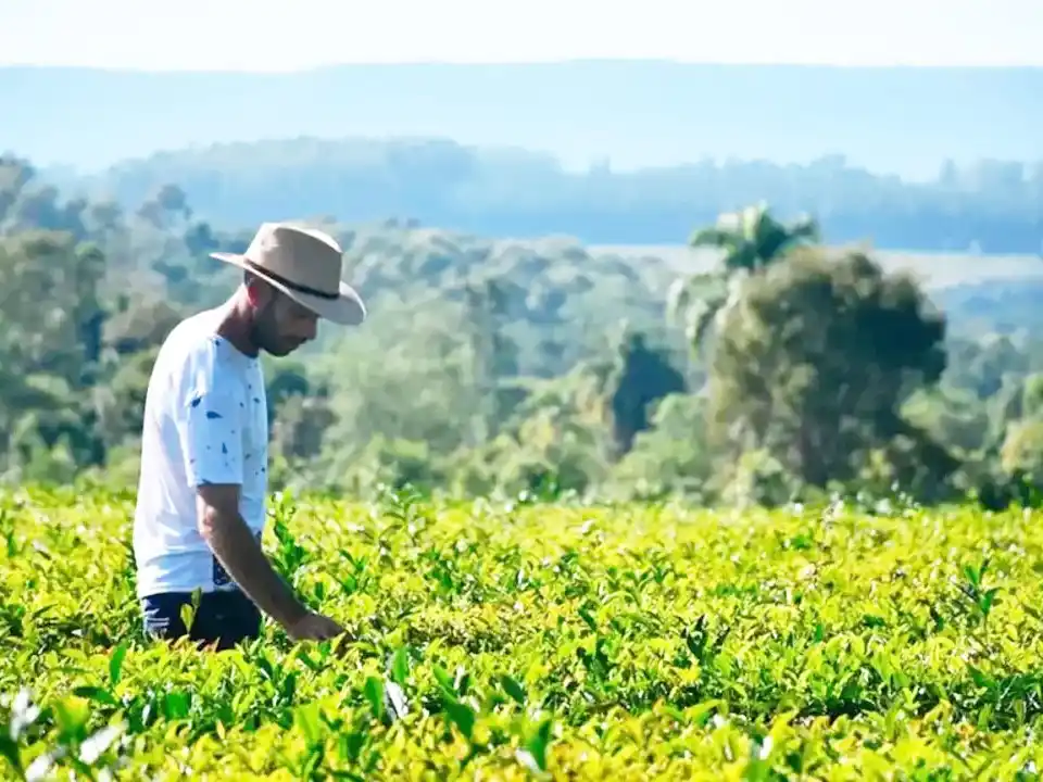 Los productores de yerba mate podrán realizar plantaciones sin límite