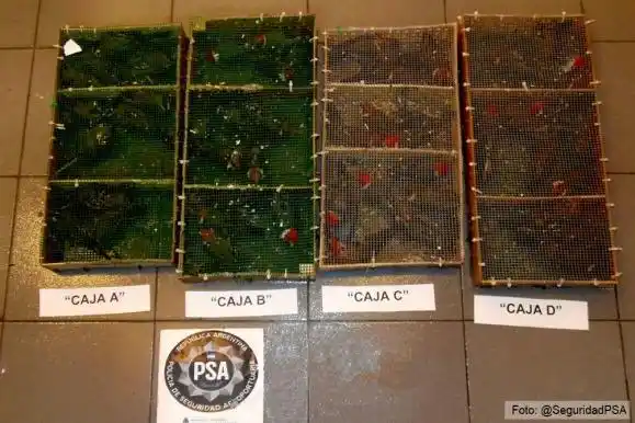 Rescataron 856 aves que iban a ser traficadas a Madrid