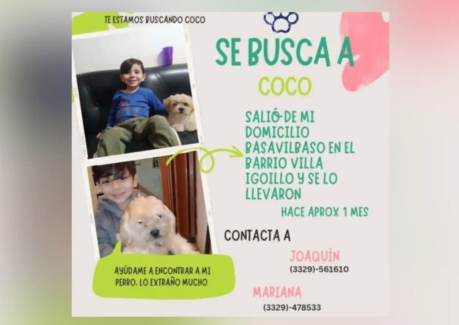 Mascotas: dueños buscan a Coco