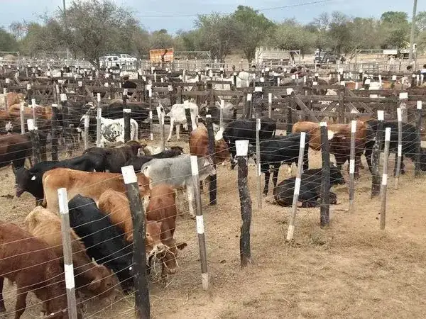 Se desarrolló con éxito la 4.ª Feria Ganadera Paippera